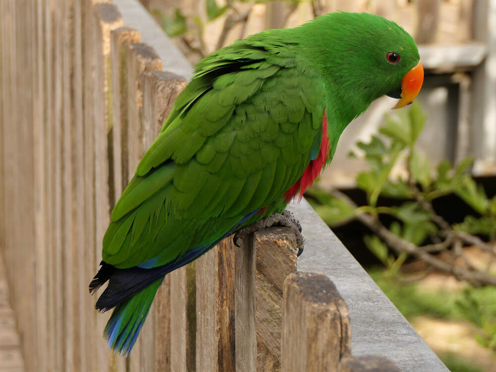 218 003 020 001 eclectus roratus m sables PD1