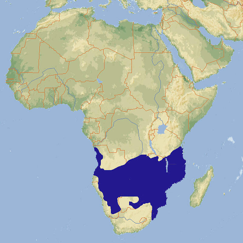 219 001 002 003 corythaixoides concolor map