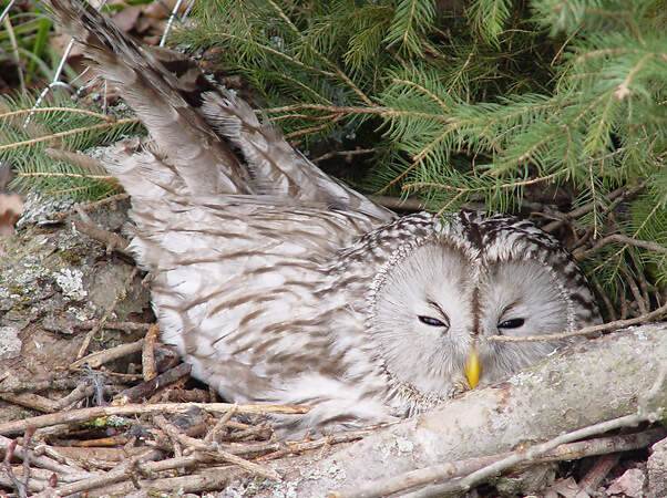 220 002 025 012 strix uralensis zrh RZ