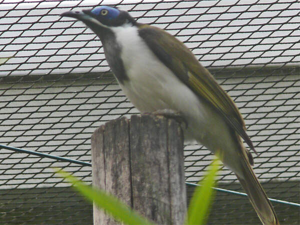 227 042 010 001 entomyzon cyanotis bernburg