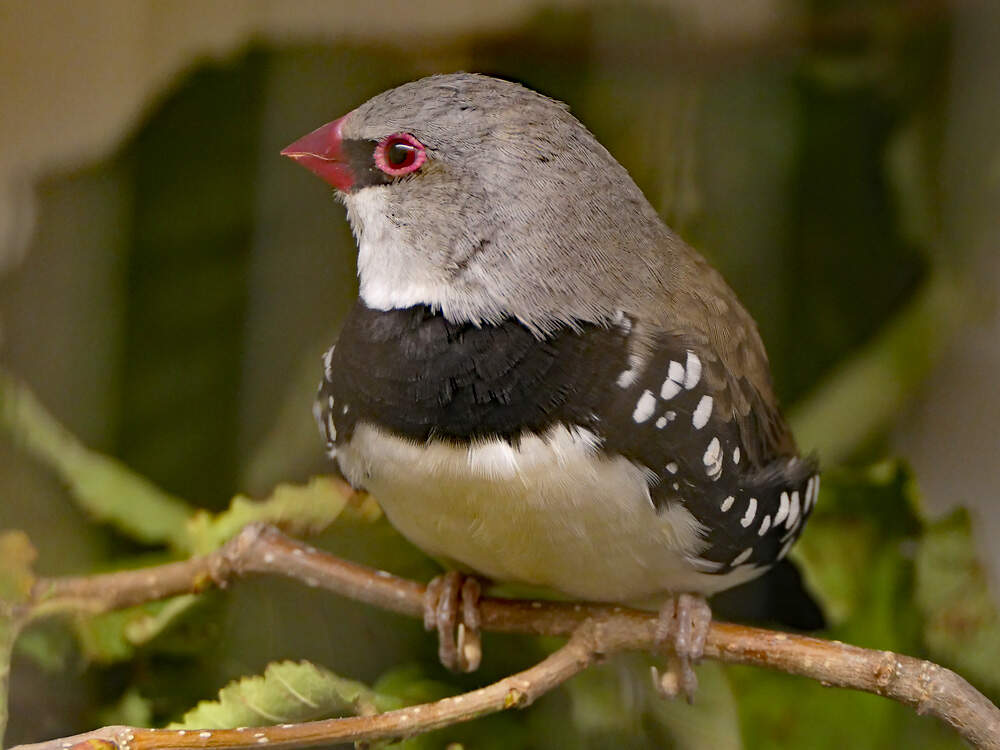 227 049 008 003 stagonopleura guttata exotis spiez PD1