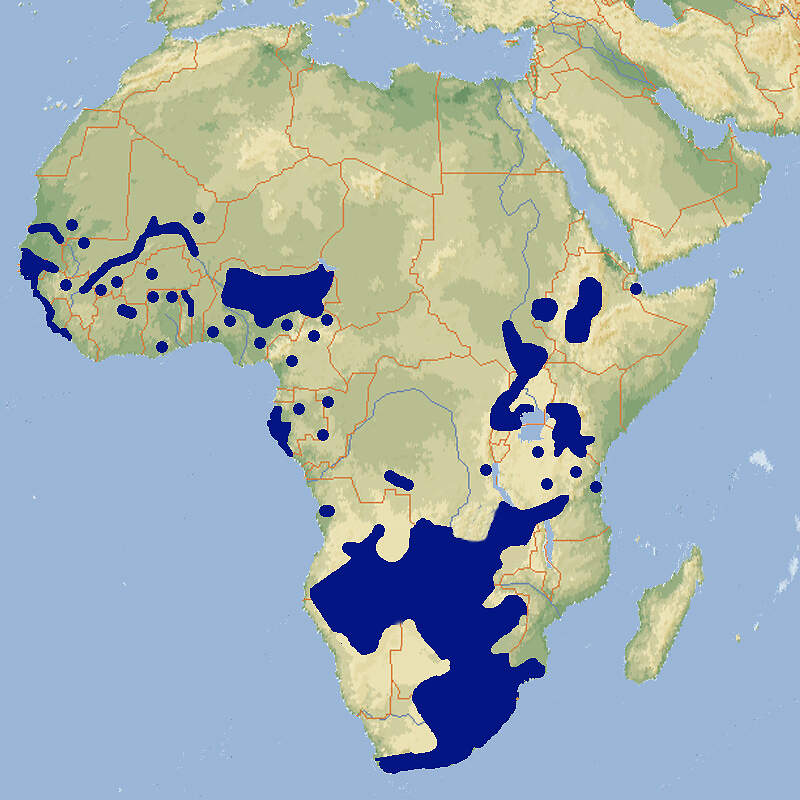 227 049 020 003 ortygospiza atricollis map