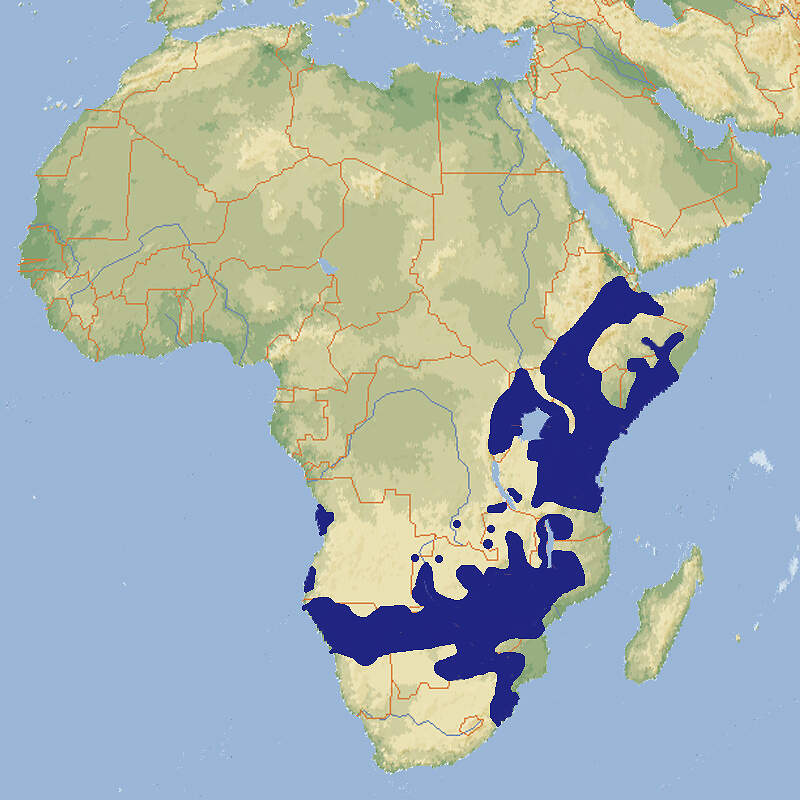 227 050 016 028 ploceus intermedius map