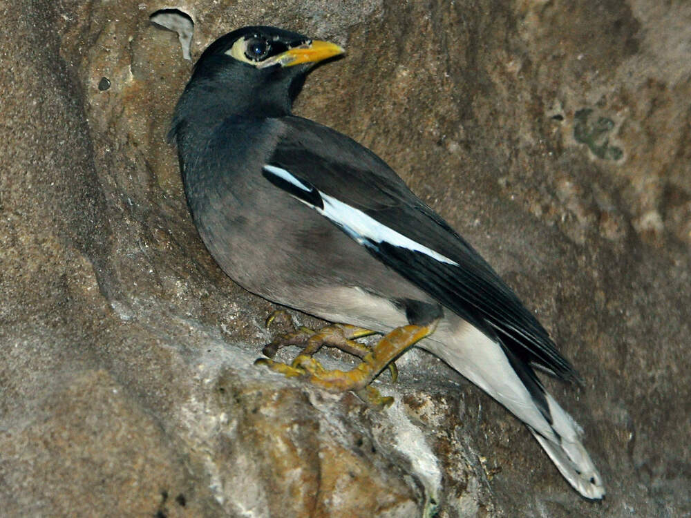 227 051 001 005 acridotheres tristis breslau KR1