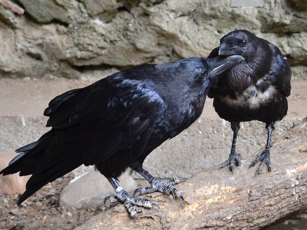 227 060 005 008 corvus corax corax Riesa jSchmidt