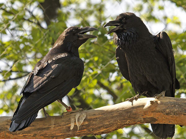 227 060 005 008 corvus corax nordhorn TGN