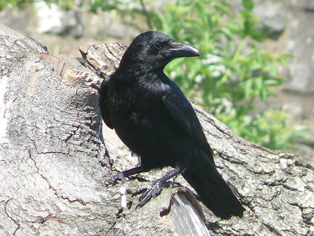 227 060 005 009 corvus corone cornix edinburgh PD1