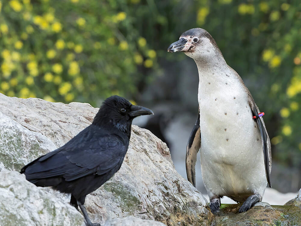 227 060 005 009 corvus corone corone VIE dZupanc2