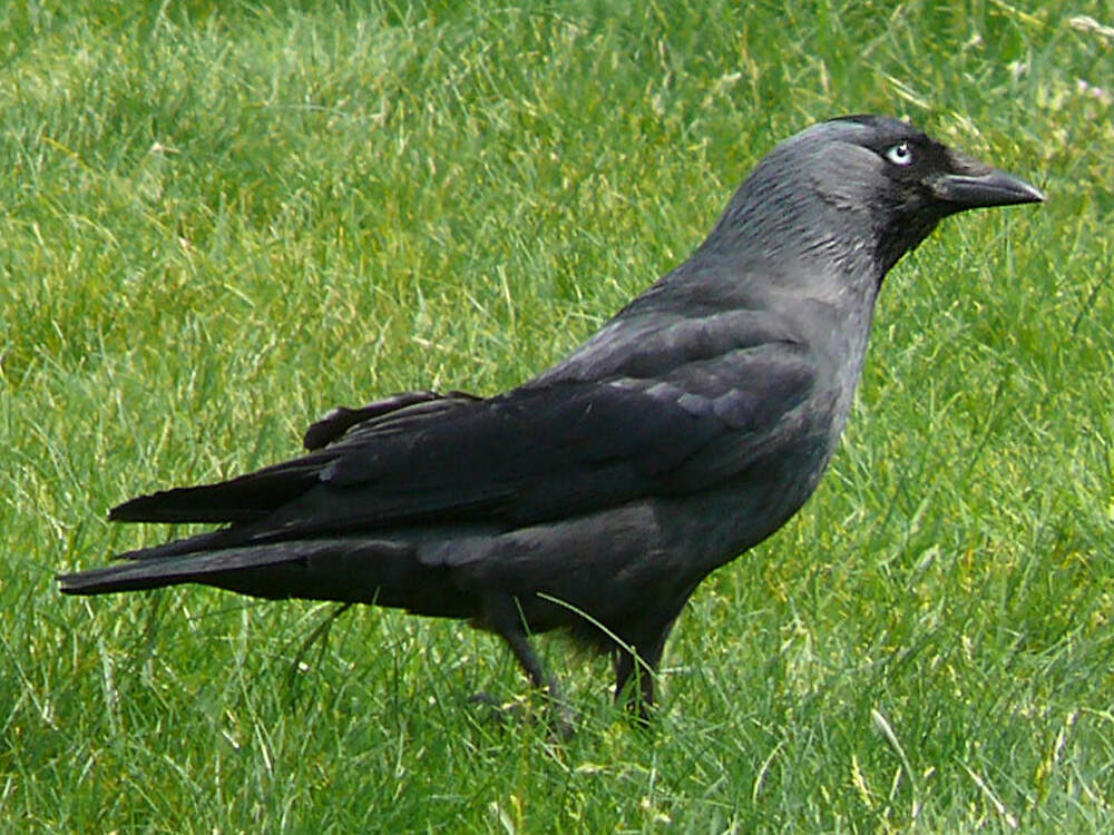 227 060 005 024 corvus monedula denHaag PD1