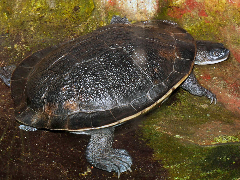 301 002 001 007B chelodina mccordi breslau KR1