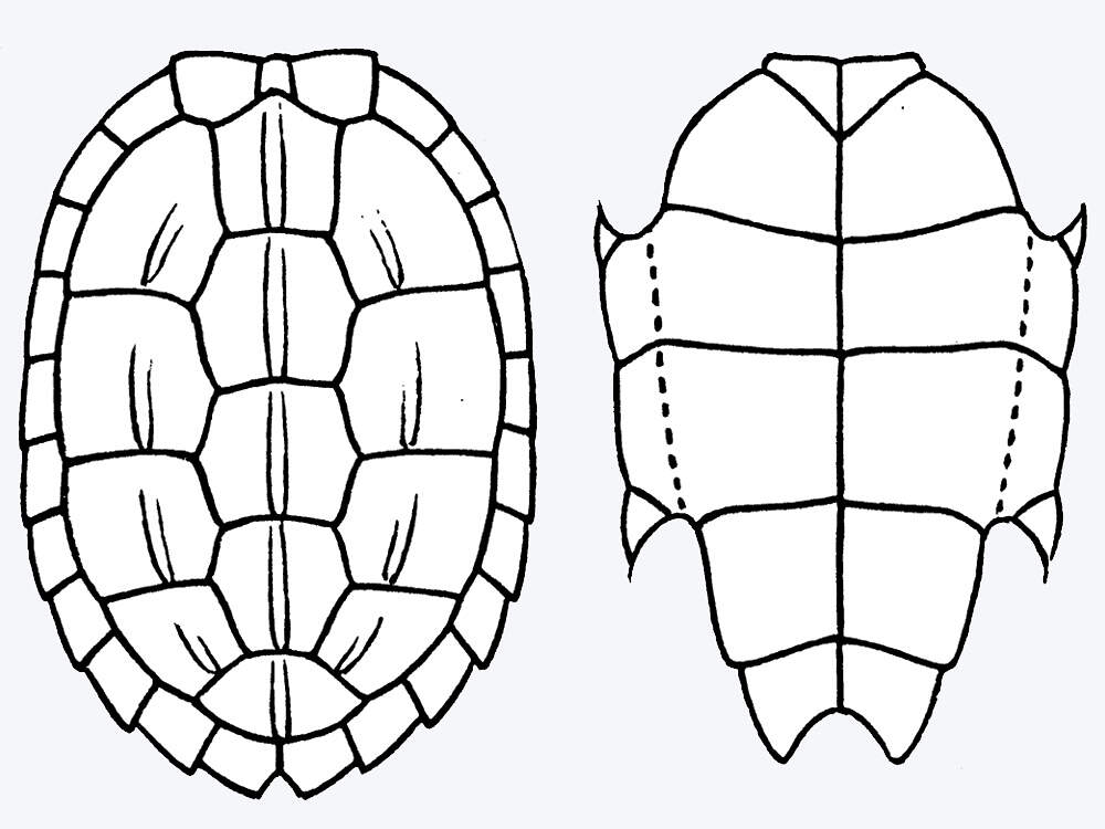 301 007 013 001 geoclemys hamiltonii CITES1