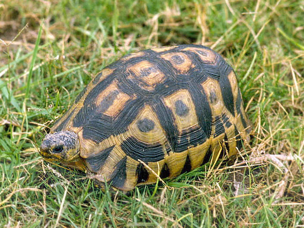 301 011 002 001 chersina angulata sardiniaDowns PD1