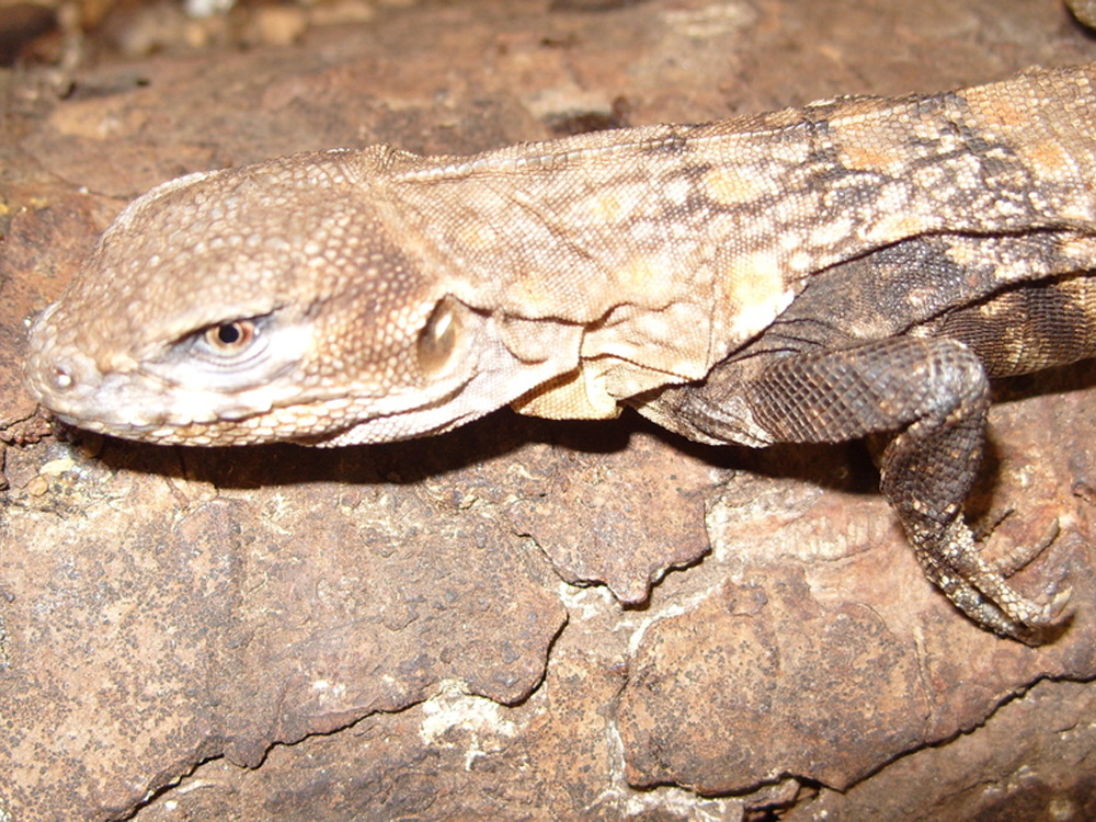 303 010 017 003 ctenosaura clarki michoacan eRaya