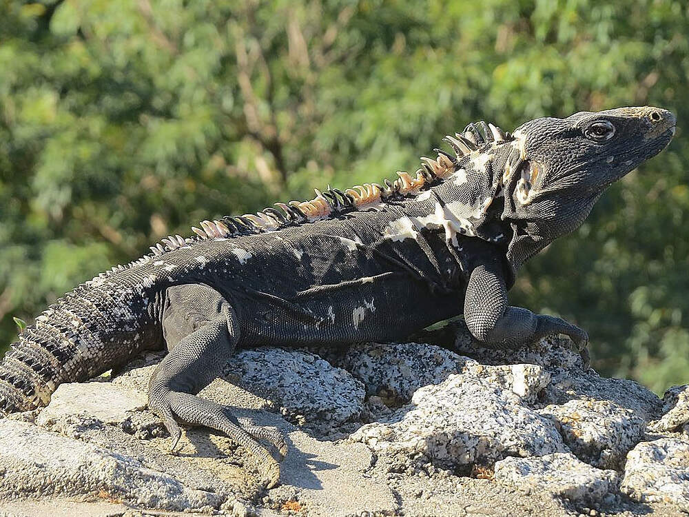 303 010 017 015 ctenosaura pectinata gibson