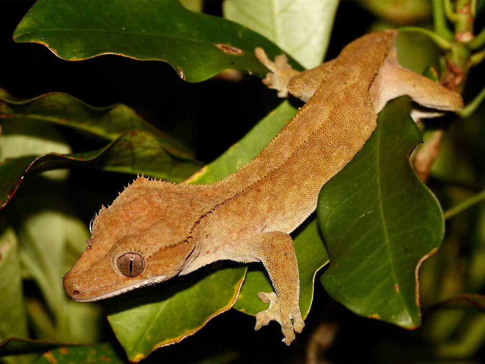 303 008 075A 002 correlophus ciliatus lennartHudel