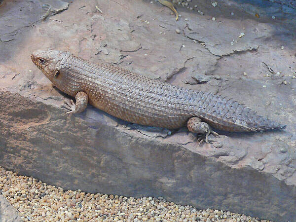 303 014 021 016 egernia stokesii stuttgart PD