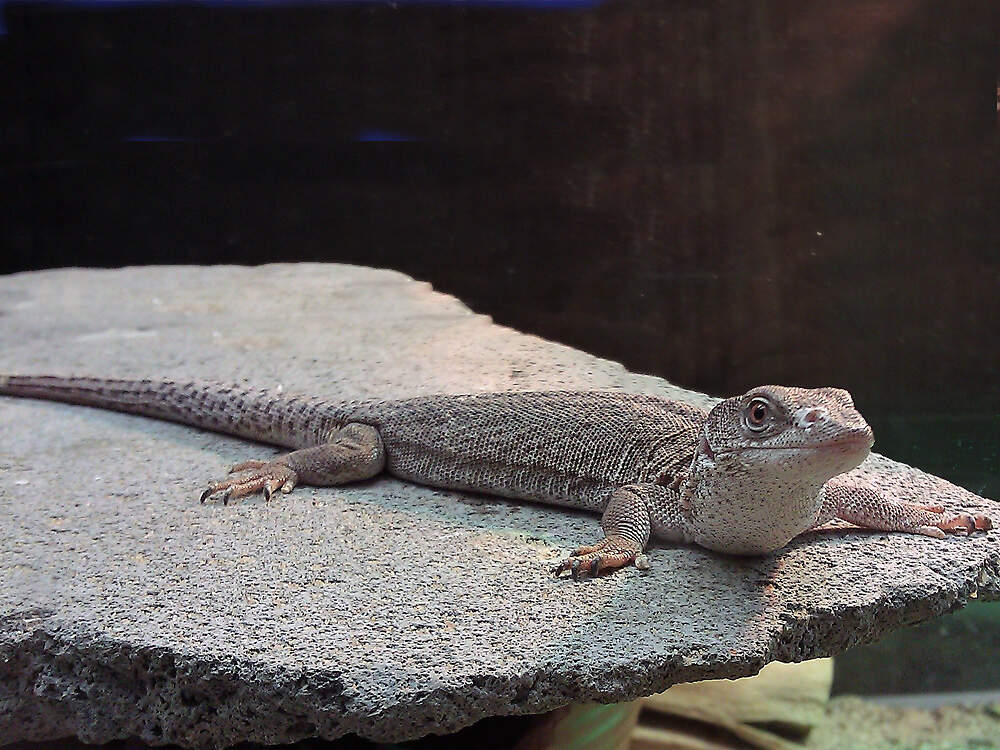 303 016 001 004 varanus caudolineatus koeln annaRauhaus