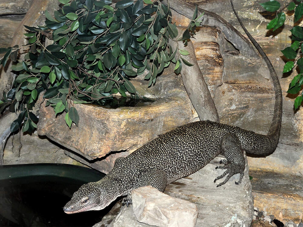 303 016 001 016 varanus indicus riga KR1