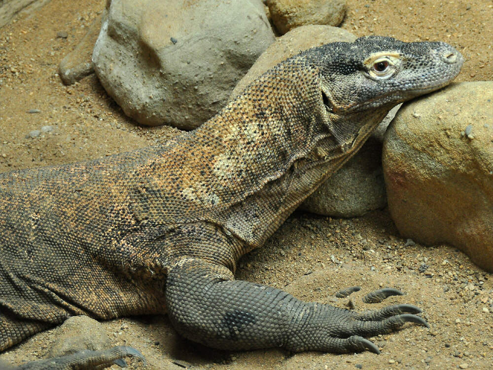 303 016 001 017 varanus komodoensis pilsen KR1