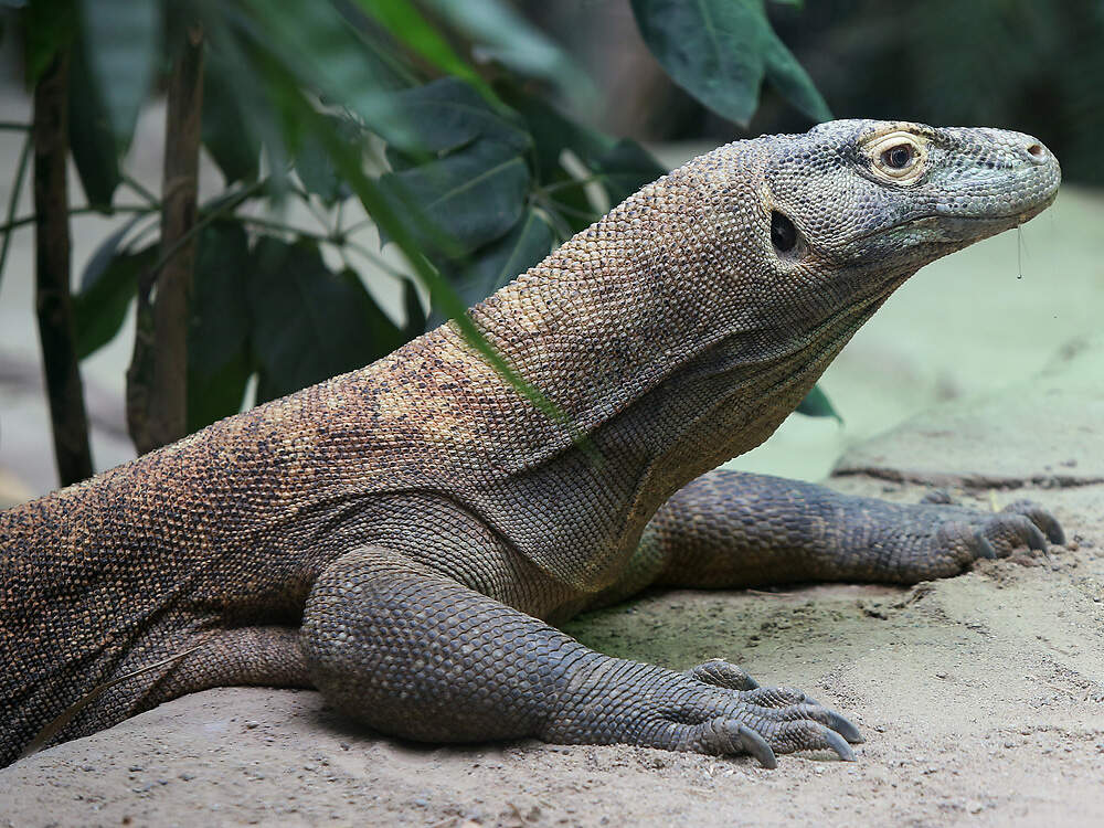 303 016 001 019 Varanus komodoensis LPZ LPZ1