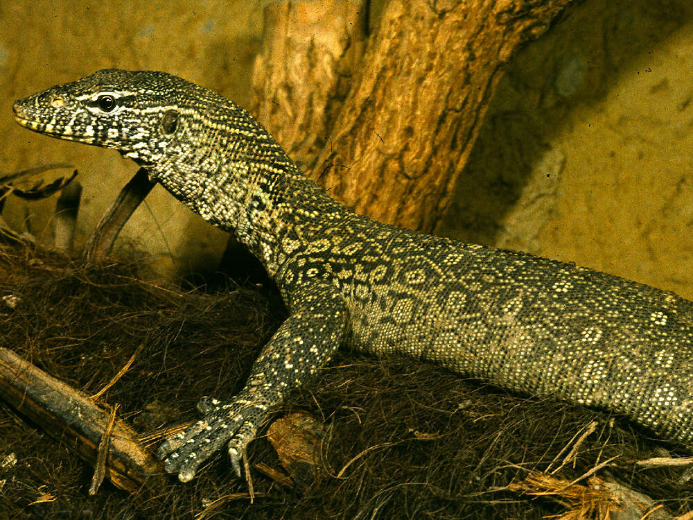 303 016 001 022 varanus niloticus TPB KR1