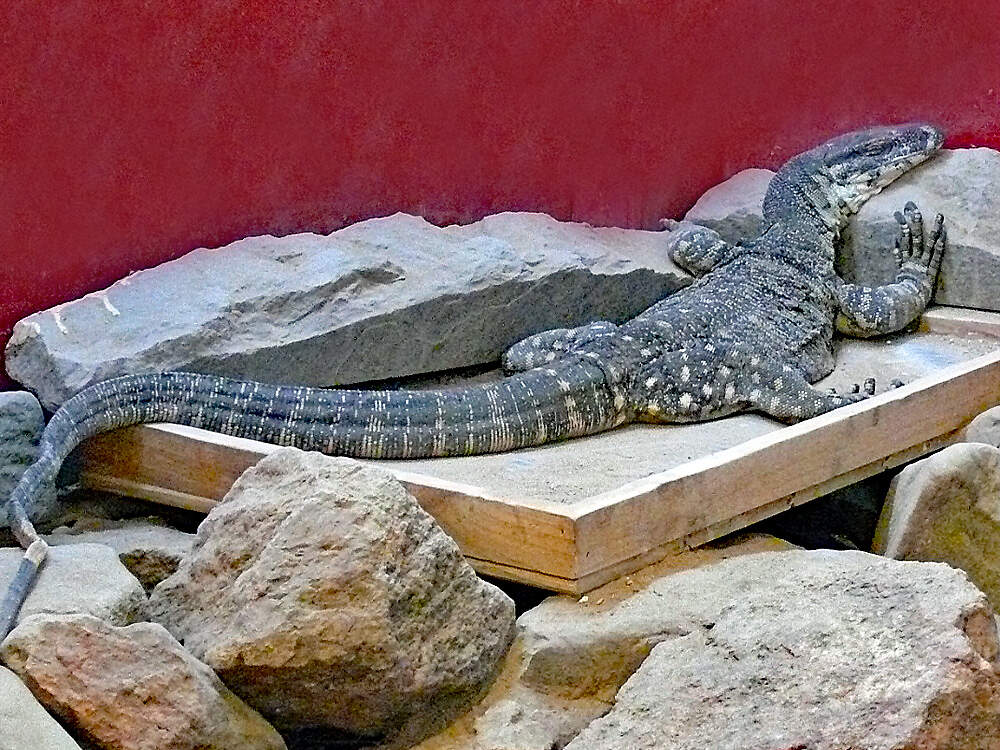 303 016 001 036 varanus varius murray PD1