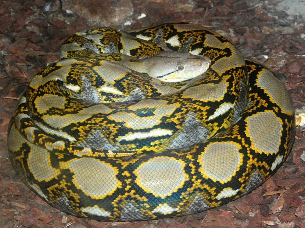 Netzpython – Zootier Lexikon