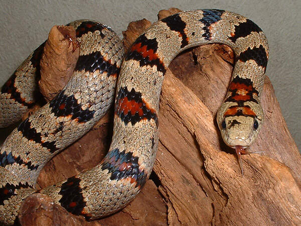 305 005 144 004 lampropeltis mexicana greeri augsb2