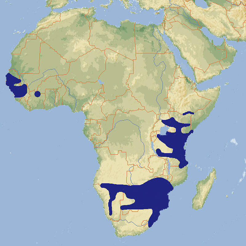 305 006 011 003 dendroaspis polylepis map