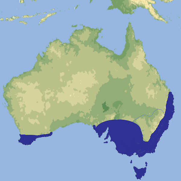 305 006 032 002 notechis scutatus map