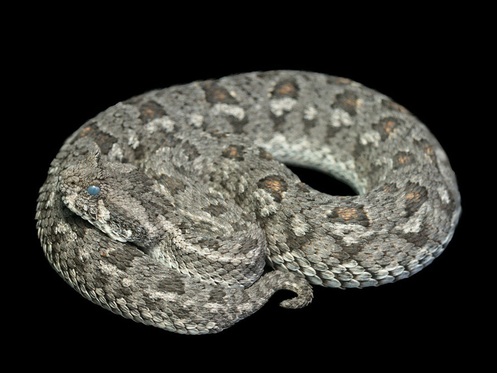 305 011 006 003 bitis armata stanford oliverAngus