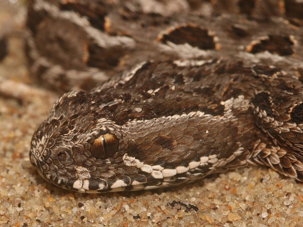 305 011 006 004 bitis atropos brianDuPreez2