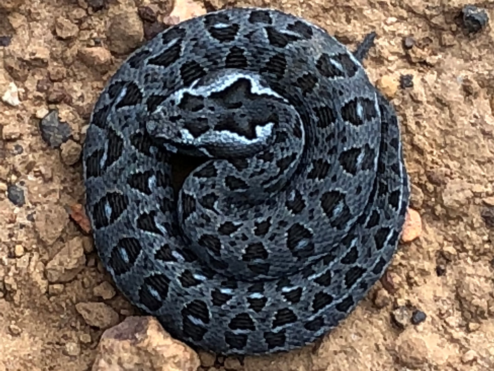 305 011 006 004 bitis atropos dave u