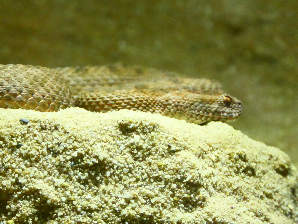 305 011 006 004 bitis atropos scheidegg PD2