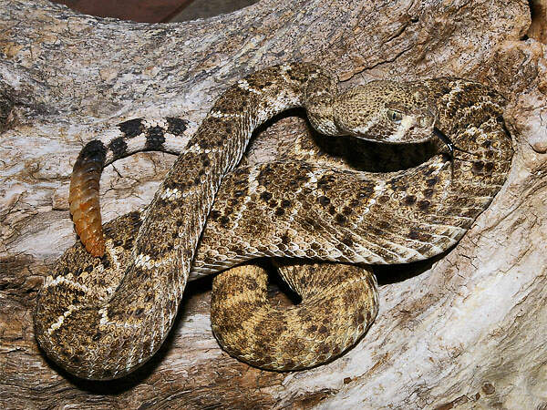 305 011 010 003 crotalus atrox nuernbg HM