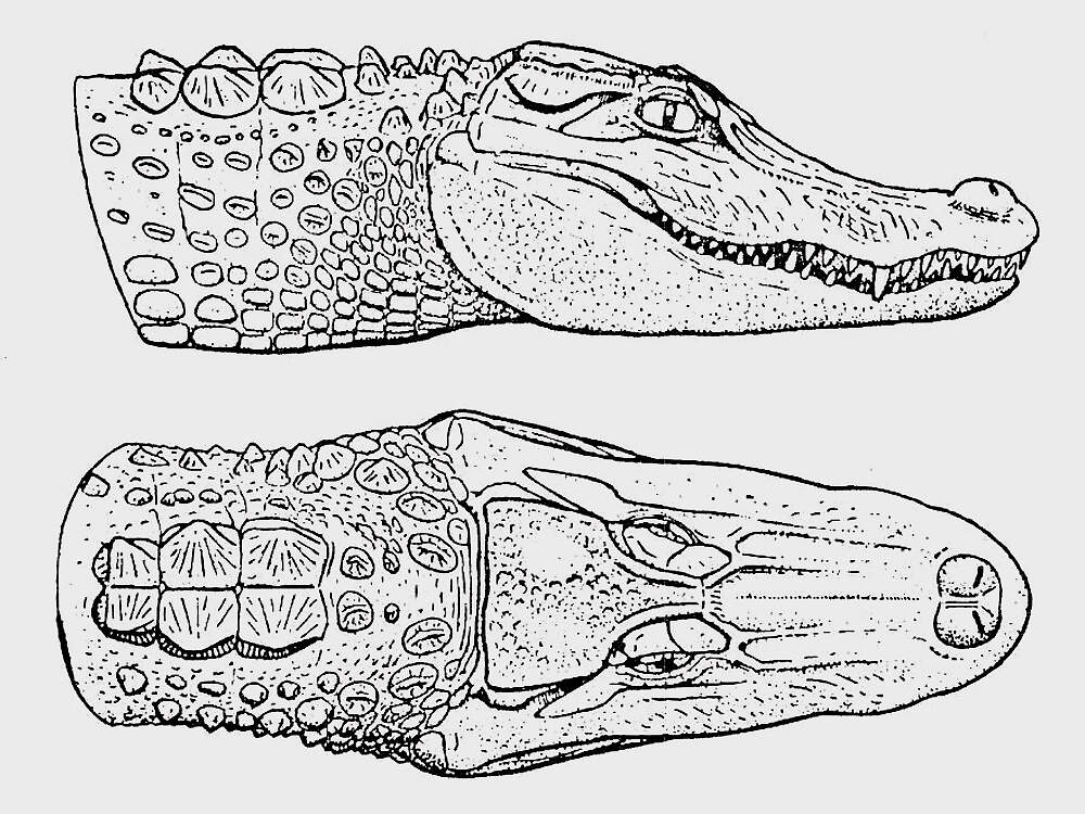 306 001 001 002 alligator sinensis cites