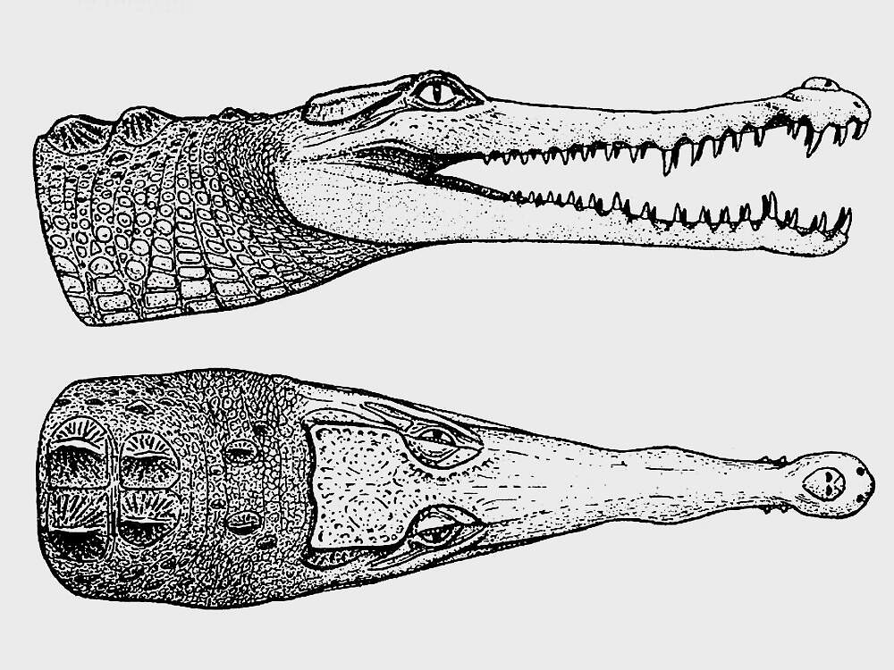 306 002 001 002 Crocodylus cataphractus cites