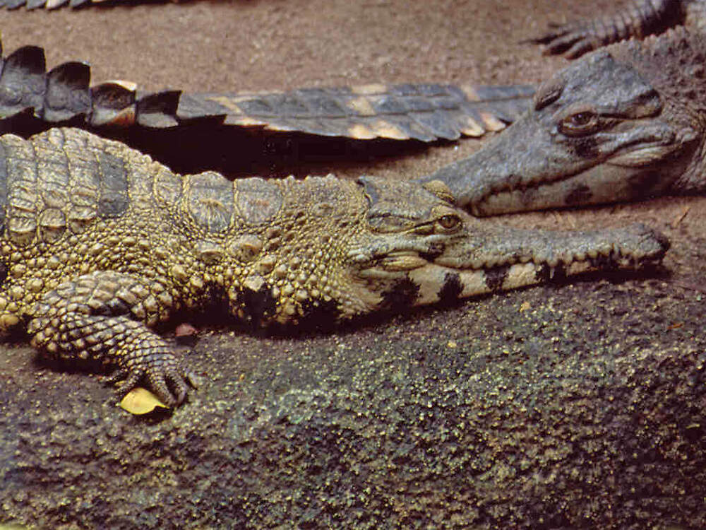 306 002 001 002 crocodylus cataphractus randers PD1