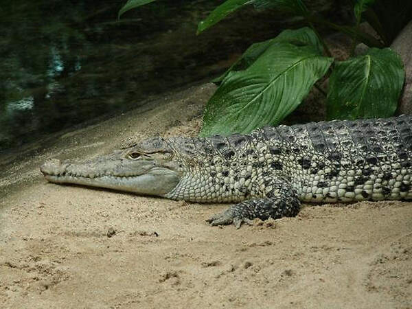 306 002 001 007 crocodylus novaeguineae zooaqBerlin rubund