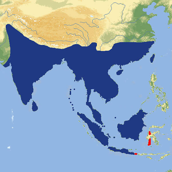 403 002 003 1 bufo melanostictus map