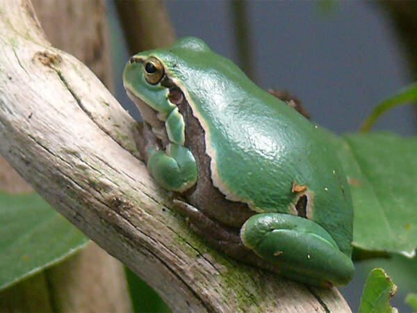 403 007 016 024 hyla arborea goldau PD