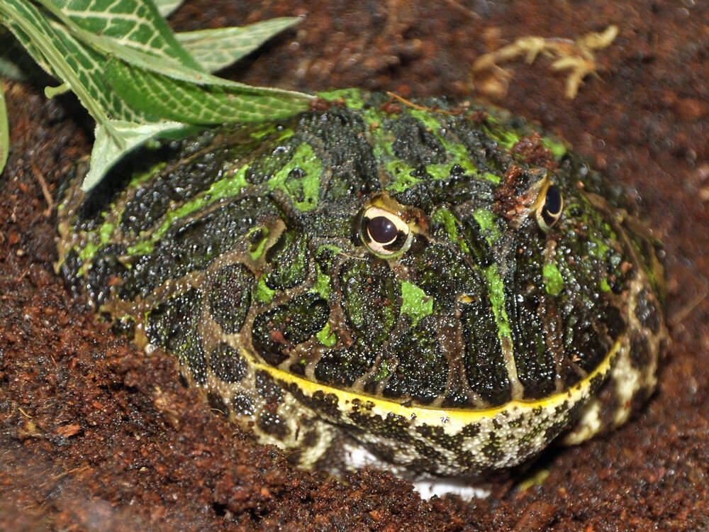 403 010 009 004 ceratophrys ornata phoenixzoo KR1