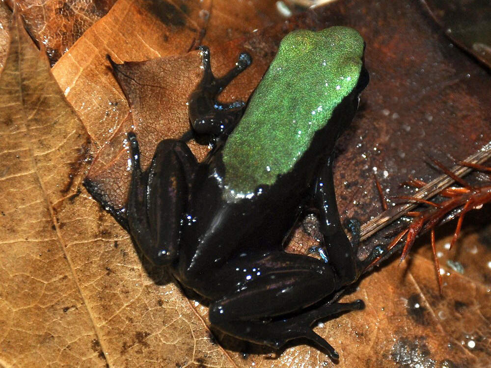 403 017 009 010 mantella laevigata riga KR2