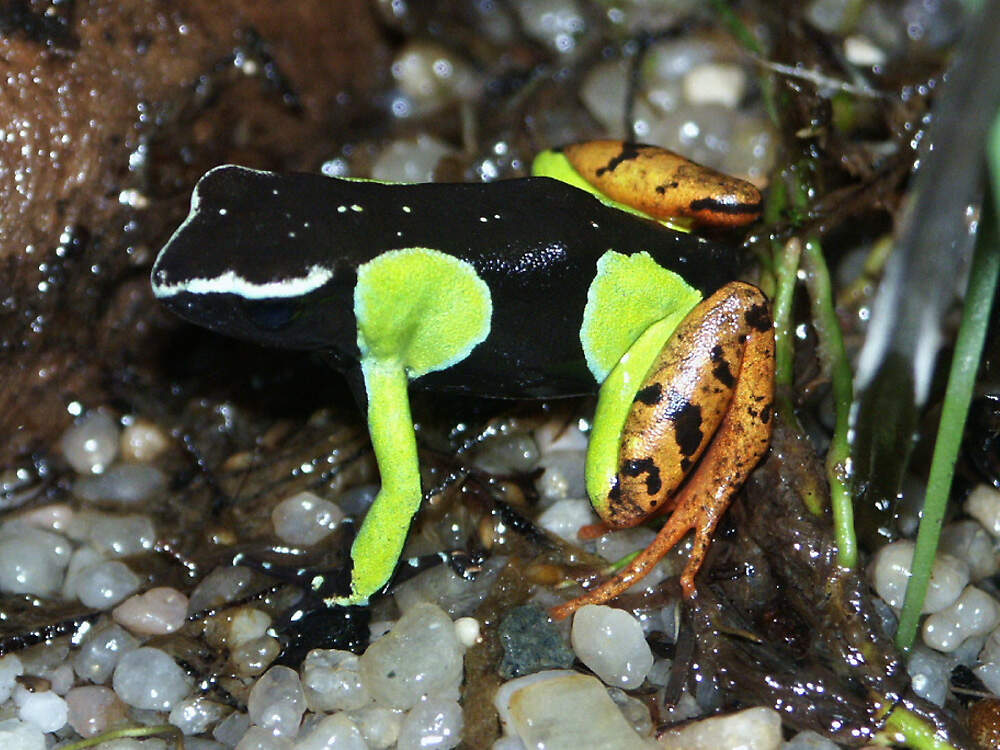 403 017 009 011 mantella madagascariensis pilsen KR2