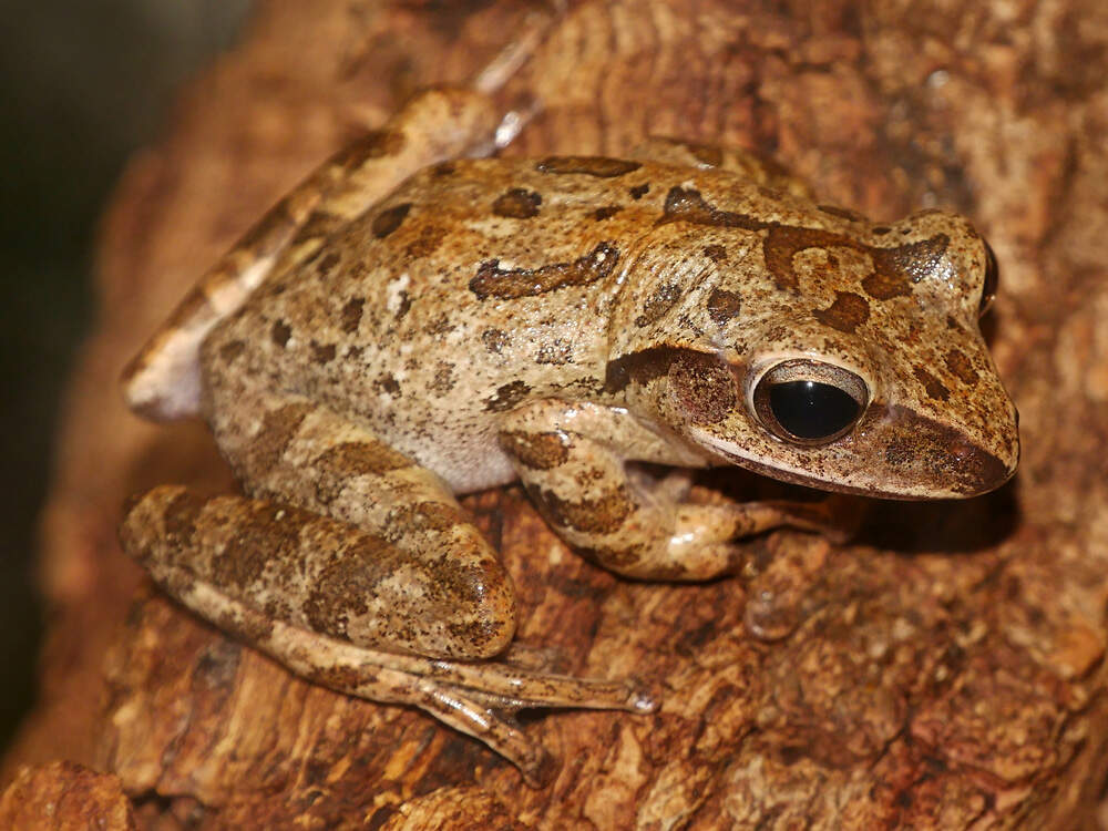 403 017 014 015 polypedates megacephalus breslau KR2