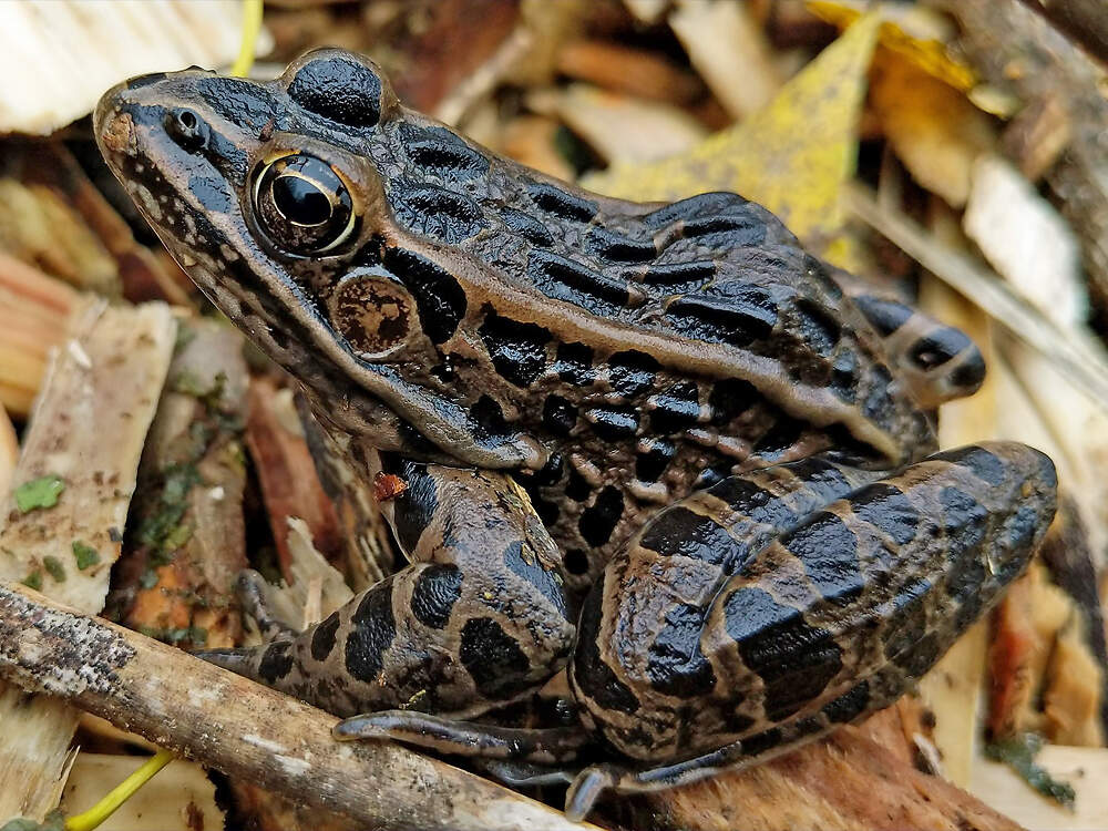 403 016 040 176 rana pipiens braun iowa rbreidbrown