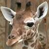 Giraffen und Gabelböcke