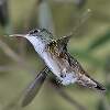 Schwalme, Segler, Kolibris