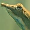 Weichschildkröten