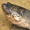 Pelomedusen- und Schienenschildkröten